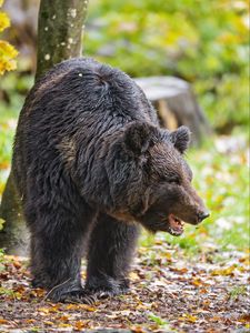 Preview wallpaper bear, animal, wildlife, fallen leaves, autumn