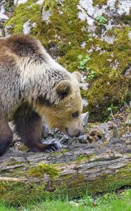 Preview wallpaper bear, animal, wildlife