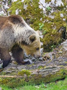 Preview wallpaper bear, animal, wildlife