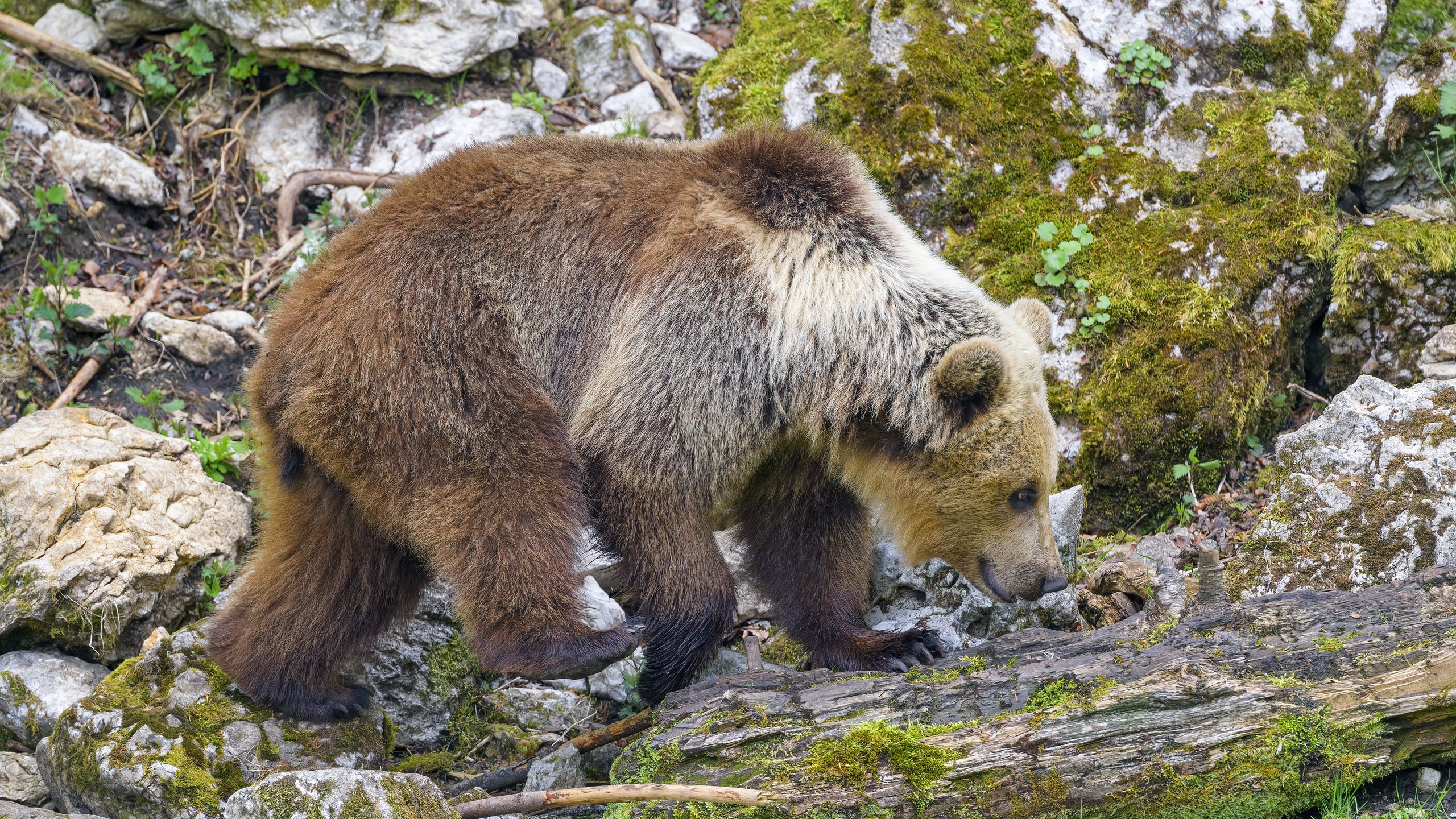 Download wallpaper 2560x1440 bear, animal, wildlife widescreen 16:9 hd ...