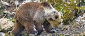 Preview wallpaper bear, animal, wildlife
