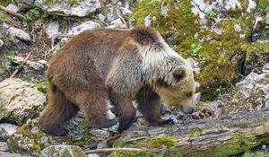 Preview wallpaper bear, animal, wildlife