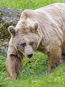 Preview wallpaper bear, animal, wildlife, predator