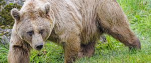 Preview wallpaper bear, animal, wildlife, predator