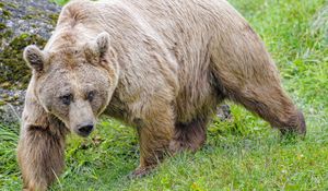 Preview wallpaper bear, animal, wildlife, predator