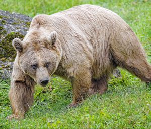 Preview wallpaper bear, animal, wildlife, predator
