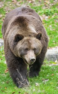 Preview wallpaper bear, animal, wildlife, grass