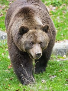 Preview wallpaper bear, animal, wildlife, grass
