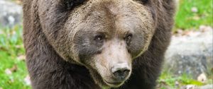 Preview wallpaper bear, animal, wildlife, grass