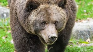 Preview wallpaper bear, animal, wildlife, grass