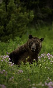 Preview wallpaper bear, animal, wildlife, grass, flowers