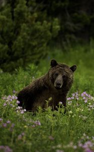 Preview wallpaper bear, animal, wildlife, grass, flowers