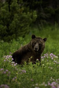 Preview wallpaper bear, animal, wildlife, grass, flowers