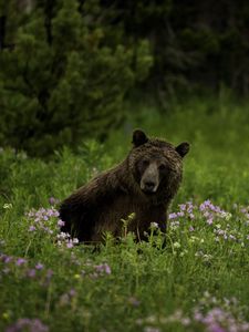 Preview wallpaper bear, animal, wildlife, grass, flowers