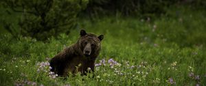 Preview wallpaper bear, animal, wildlife, grass, flowers