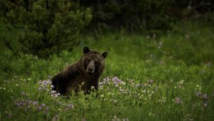 Preview wallpaper bear, animal, wildlife, grass, flowers