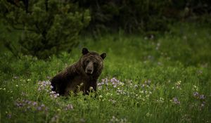 Preview wallpaper bear, animal, wildlife, grass, flowers