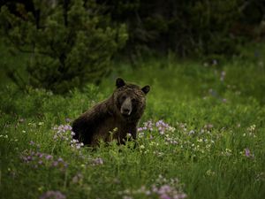 Preview wallpaper bear, animal, wildlife, grass, flowers