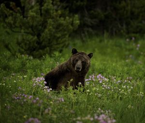 Preview wallpaper bear, animal, wildlife, grass, flowers