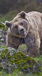 Preview wallpaper bear, animal, wildlife, stone, moss