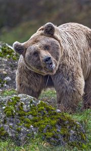 Preview wallpaper bear, animal, wildlife, stone, moss