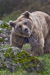 Preview wallpaper bear, animal, wildlife, stone, moss