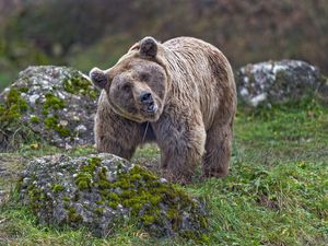 Preview wallpaper bear, animal, wildlife, stone, moss