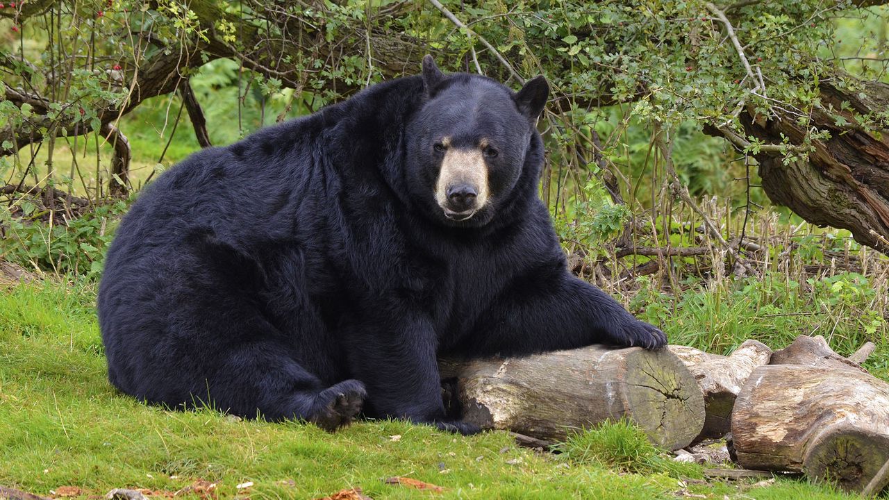 Wallpaper bear, black bear, forest