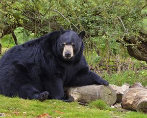 Preview wallpaper bear, black bear, forest