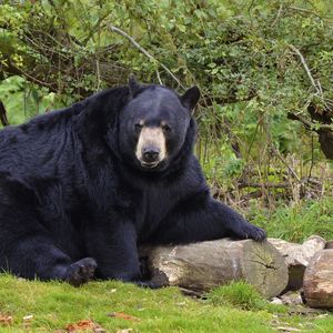 Preview wallpaper bear, black bear, forest