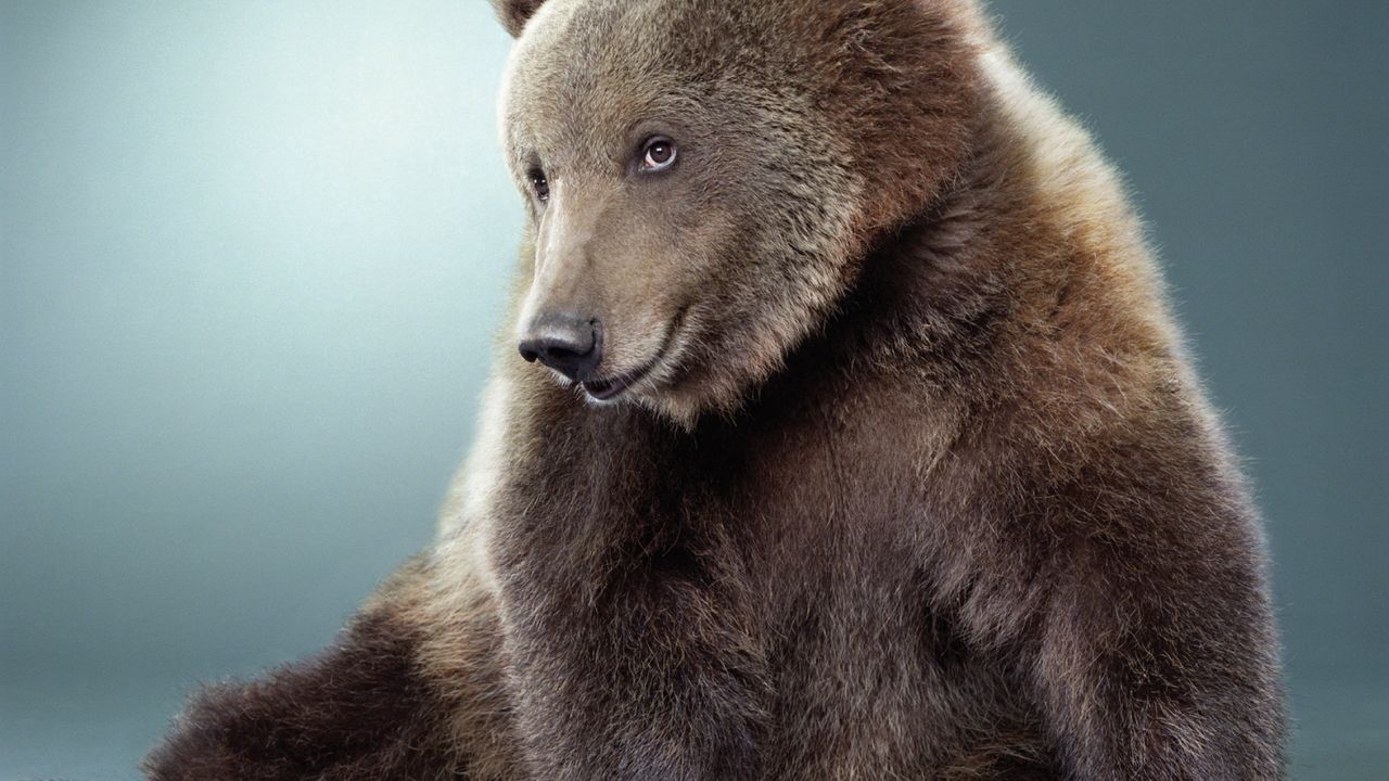 Wallpaper bear, black, cute, fur