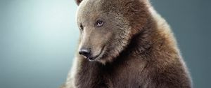 Preview wallpaper bear, black, cute, fur