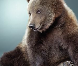 Preview wallpaper bear, black, cute, fur