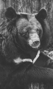 Preview wallpaper bear, black, sadness, look, bw