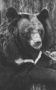 Preview wallpaper bear, black, sadness, look, bw