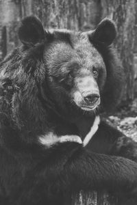 Preview wallpaper bear, black, sadness, look, bw