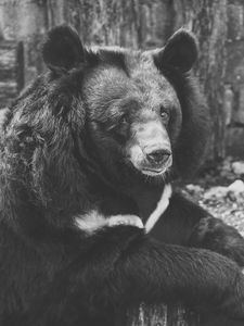 Preview wallpaper bear, black, sadness, look, bw