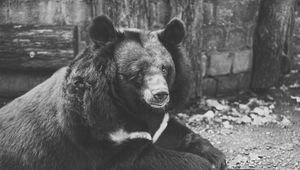 Preview wallpaper bear, black, sadness, look, bw