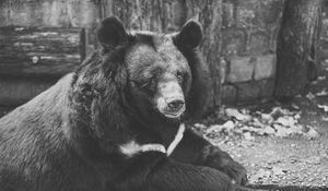 Preview wallpaper bear, black, sadness, look, bw