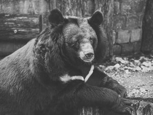 Preview wallpaper bear, black, sadness, look, bw