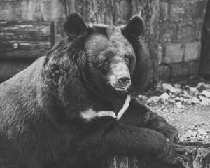 Preview wallpaper bear, black, sadness, look, bw