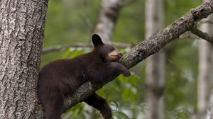 Preview wallpaper bear, branch, sit, sleep, tree