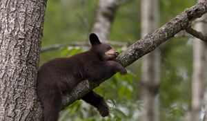 Preview wallpaper bear, branch, sit, sleep, tree