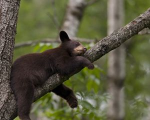 Preview wallpaper bear, branch, sit, sleep, tree