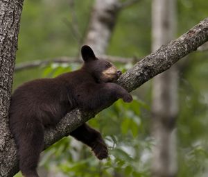 Preview wallpaper bear, branch, sit, sleep, tree