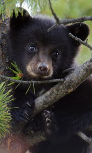 Preview wallpaper bear, branch, sit, cub