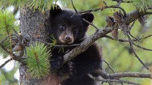 Preview wallpaper bear, branch, sit, cub