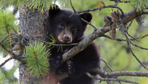 Preview wallpaper bear, branch, sit, cub