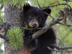 Preview wallpaper bear, branch, sit, cub