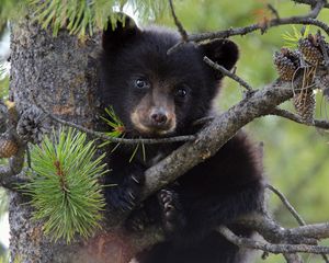 Preview wallpaper bear, branch, sit, cub